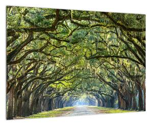 Aleje stromov - obraz (Obraz 60x40cm)