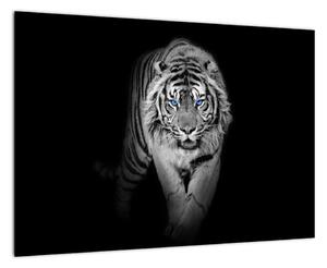 Čiernobiely lev - obraz (Obraz 60x40cm)