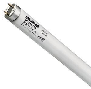 Sylvania F38W/T8/174 Aquastar Retail
