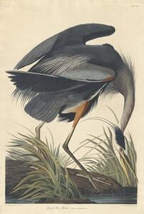 John James (after) Audubon - Umelecká tlač Great blue Heron, 1834, (26.7 x 40 cm)