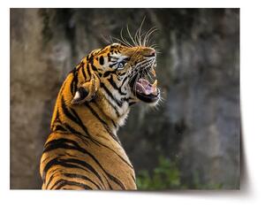Sablio Plagát Revúci tiger - 60x40 cm