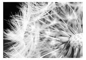 Fototapeta čiernobiela púpava- Black and white dandelion