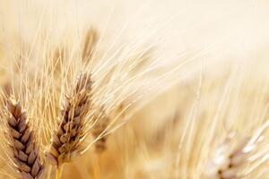 Obraz pšeničné pole
