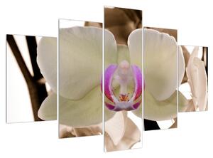 Obraz kvetov orchidee (150x105 cm)