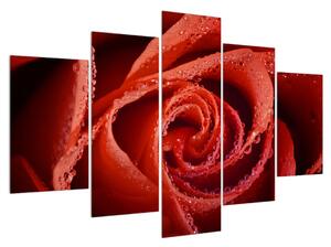Obraz červenej ruže (150x105 cm)