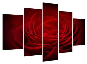Obraz červenej ruže (150x105 cm)