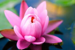 Obraz nádherný ružový kvet na jazere