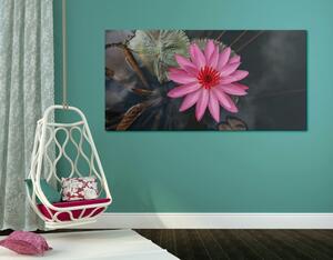 Obraz očarujúci lotosový kvet