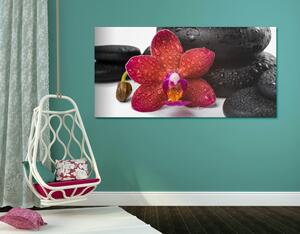 Obraz orchidea a Zen kamene na bielom pozadí