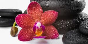 Obraz orchidea a Zen kamene na bielom pozadí