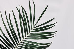 Obraz nádherný palmový list