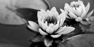 Obraz lotosový kvet v jazere v čiernobielom prevedení