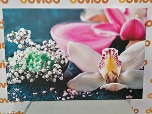 Obraz nádherná detailná orchidea