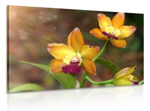 Obraz oranžová orchidea