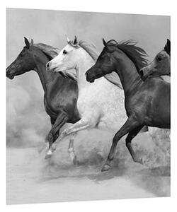 Čiernobiely obraz koní (30x30 cm)