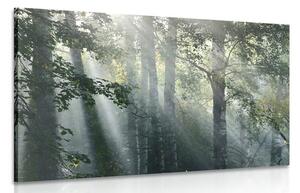 Obraz slnečné lúče v hmlistom lese
