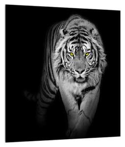 Čiernobiely obraz tigra (30x30 cm)