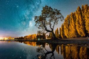 Obraz strom pod hviezdnou oblohou