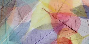Obraz žilky na farebných listoch