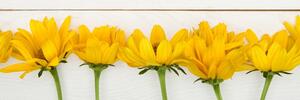 Obraz nádherné žlté kvety