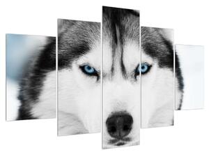 Obraz psa Husky (150x105 cm)