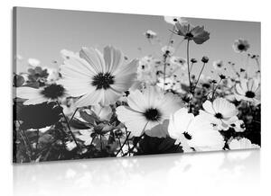 Obraz lúka jarných kvetov v čiernobielom prevedení