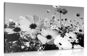 Obraz lúka jarných kvetov v čiernobielom prevedení