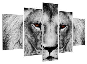 Čiernobiely obraz leva (150x105 cm)