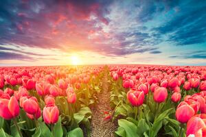 Obraz východ slnka nad lúkou s tulipánmi