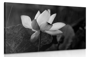 Obraz jemný lotosový kvet v čiernobielom prevedení
