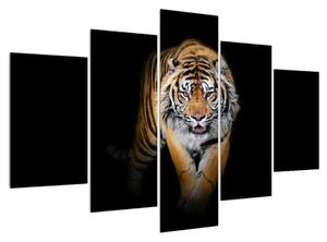Obraz tigra (150x105 cm)