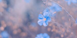 Obraz modré kvety na vintage pozadí