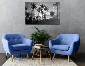 Obraz kokosové palmy na pláži v čiernobielom prevedení