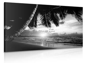 Obraz východ slnka na karibskej pláži v čiernobielom prevedení