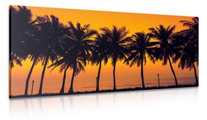 Obraz západ slnka nad palmami