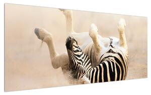 Obraz ležiacej zebry (120x50 cm)
