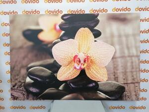 Obraz žltá orchidea a Zen kamene