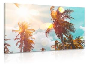 Obraz lúče slnka medzi palmami