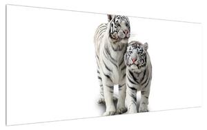 Obraz bieleho tigra (120x50 cm)