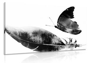 Obraz pierko s motýľom v čiernobielom prevedení