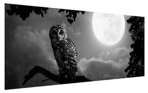 Obraz nočnej sovy (120x50 cm)