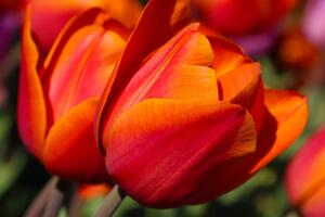Obraz nádherné tulipány na lúke