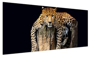 Obraz geparda (120x50 cm)