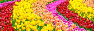 Obraz pestrofarebné tulipány