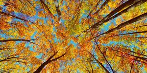 Obraz jesenné koruny stromov