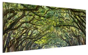 Obraz stromovej aleje (120x50 cm)