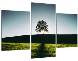 Obraz prírody - strom (90x60 cm)