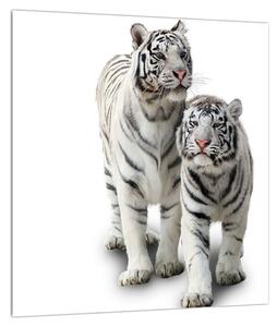 Obraz bieleho tigra (30x30 cm)