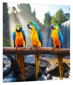Obraz papagájov (30x30 cm)