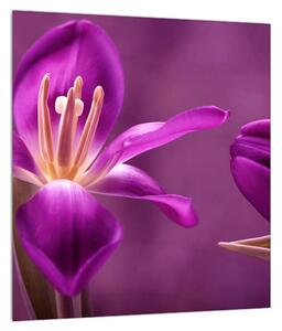 Obraz fialového kvetu (30x30 cm)